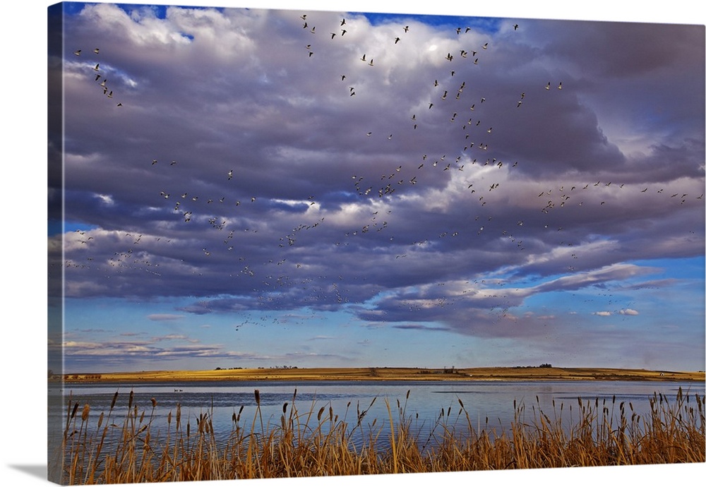 Snow geese during spring migration at Freezeout Lake WMA near Choteau, Montana, USA