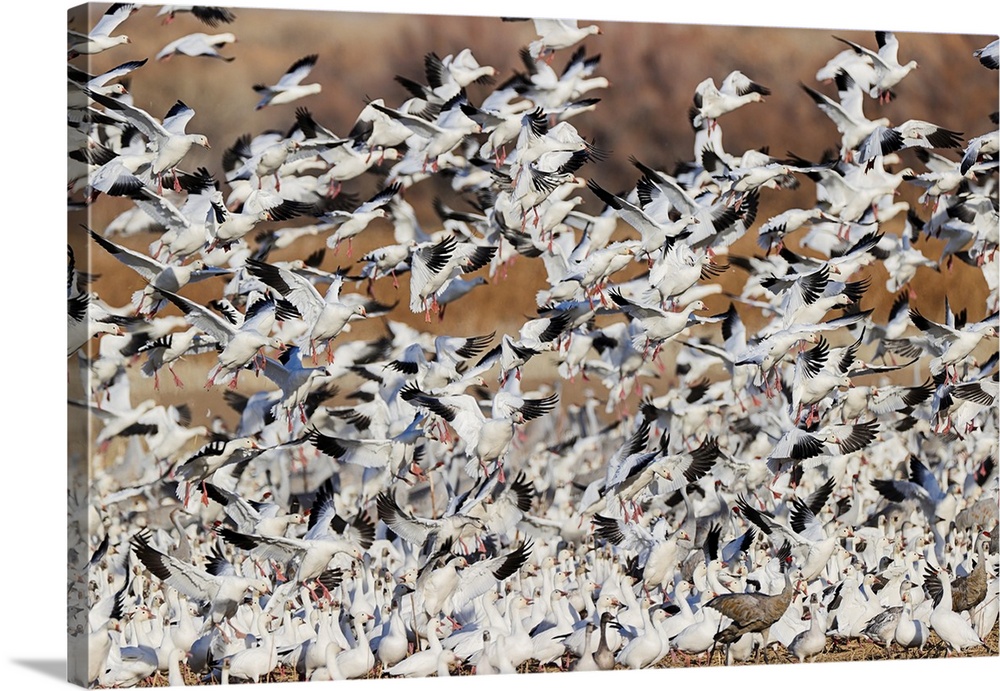 Snow geese flying. Bosque del Apache National Wildlife Refuge, New Mexico. United States, New Mexico.