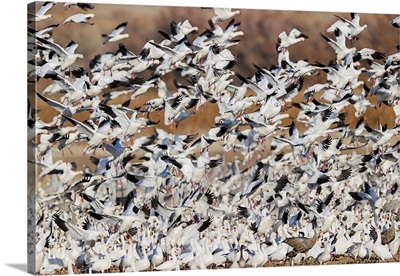 Snow Geese Flying, Bosque Del Apache National Wildlife Refuge, New Mexico