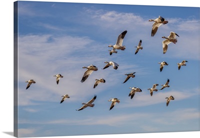 Snow Geese Flying, Bosque Del Apache National Wildlife Refuge, New Mexico