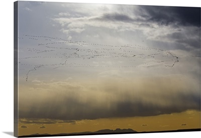 Snow geese in flight during spring migration, Montana