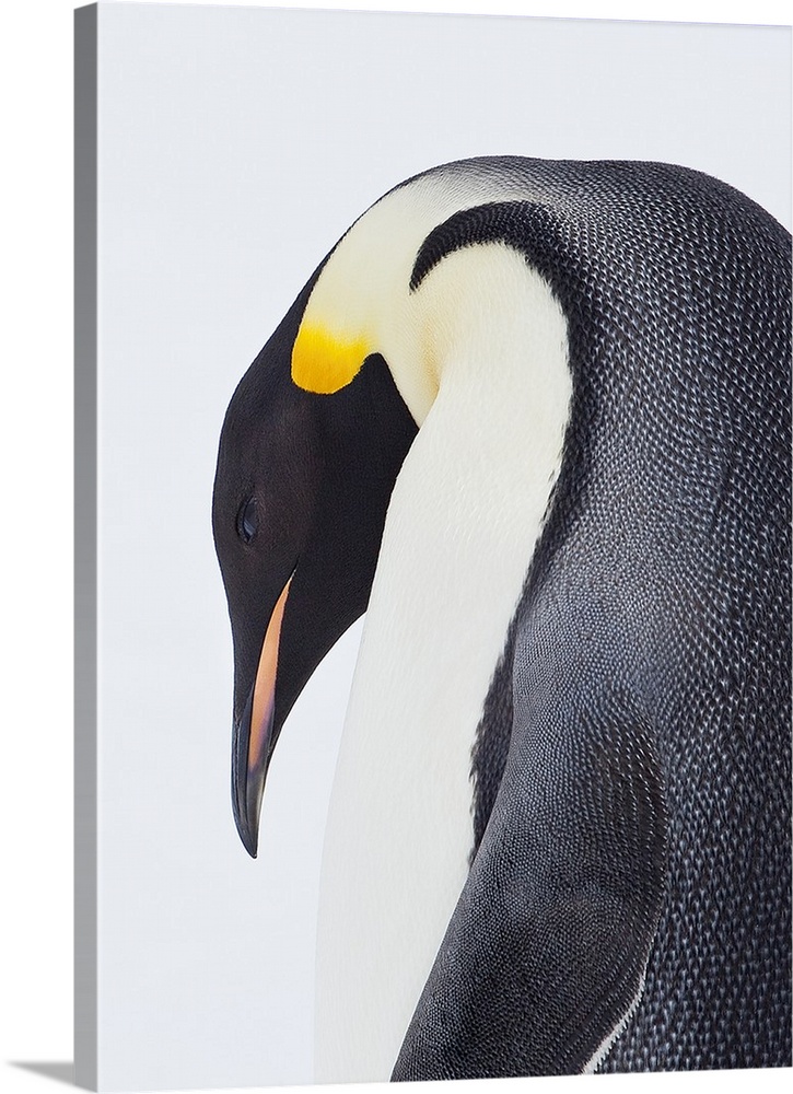 Snow Hill, Antarctica. Close-up of Emperor penguin.