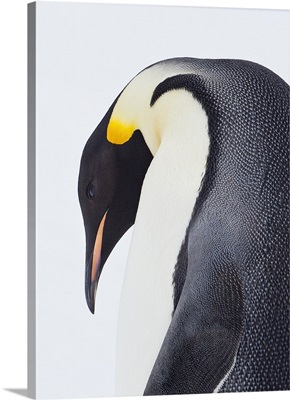 Snow Hill, Antarctica, Close-up of Emperor penguin