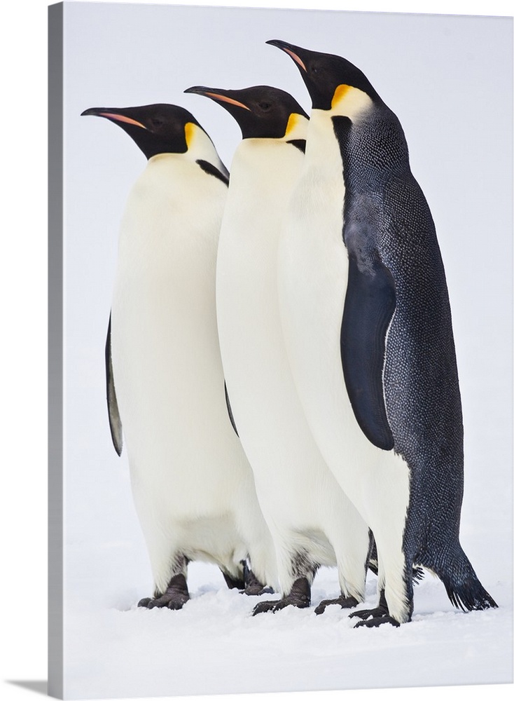 Snow Hill, Antarctica. Three Emperor penguins standing tall.
