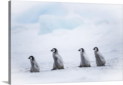 Snow Hill Island, Antarctica, Emperor Penguin Chicks Adventure Away From The Colony