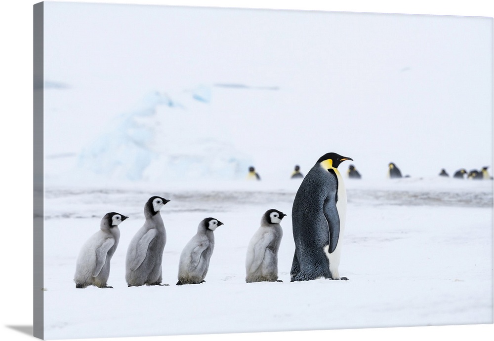 Snow Hill Island, Antarctica, Emperor Penguin Chicks Follow The Leader