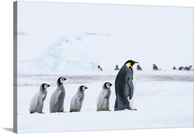 Snow Hill Island, Antarctica, Emperor Penguin Chicks Follow The Leader