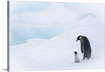 Snow Hill Island, Antarctica, Emperor Penguin Parent Out For A Walk With Tiny Chick