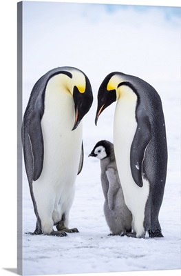 Snow Hill Island, Antarctica, Emperor Penguins Nestling And Bonding With Their Chick