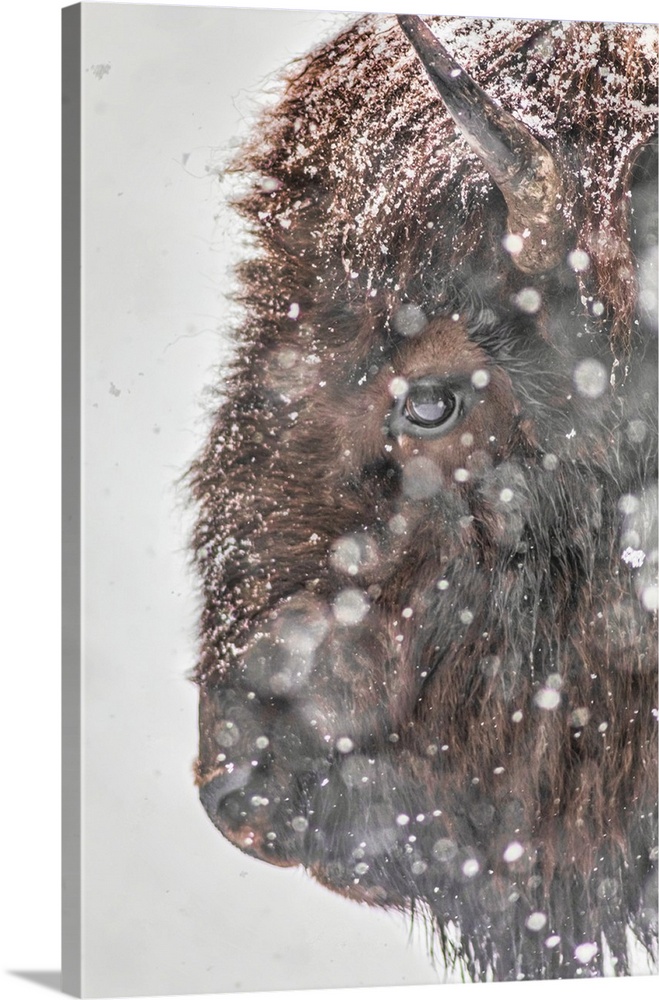 Snowstorm within Yellowstone National Park.