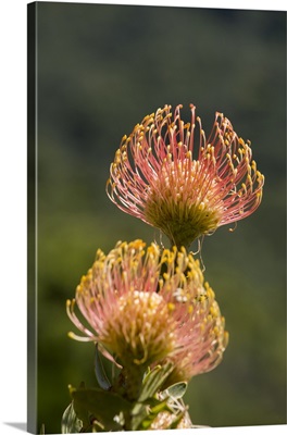 South Africa, Cape Town. Protea flowers, aka pincushion flowers.