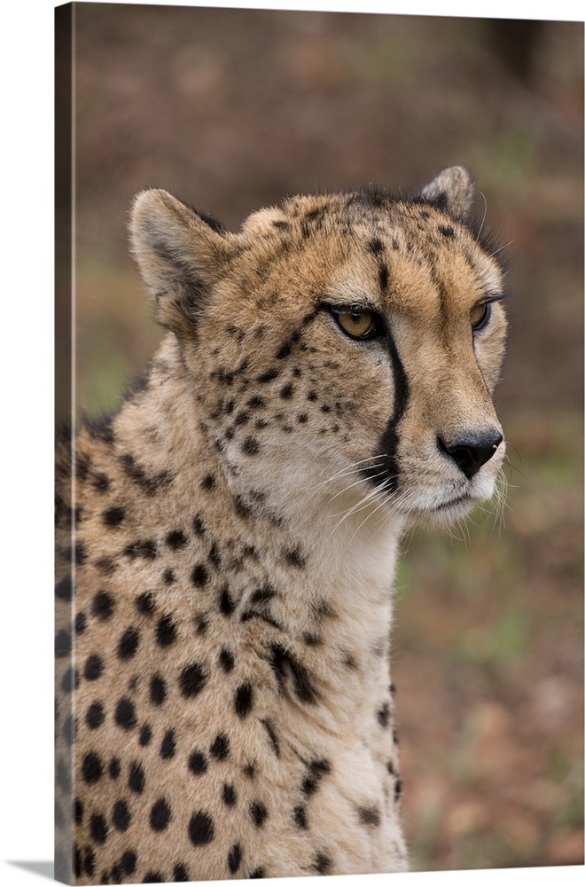 South Africa, Pretoria, De Wildt Shingwedzi Cheetah