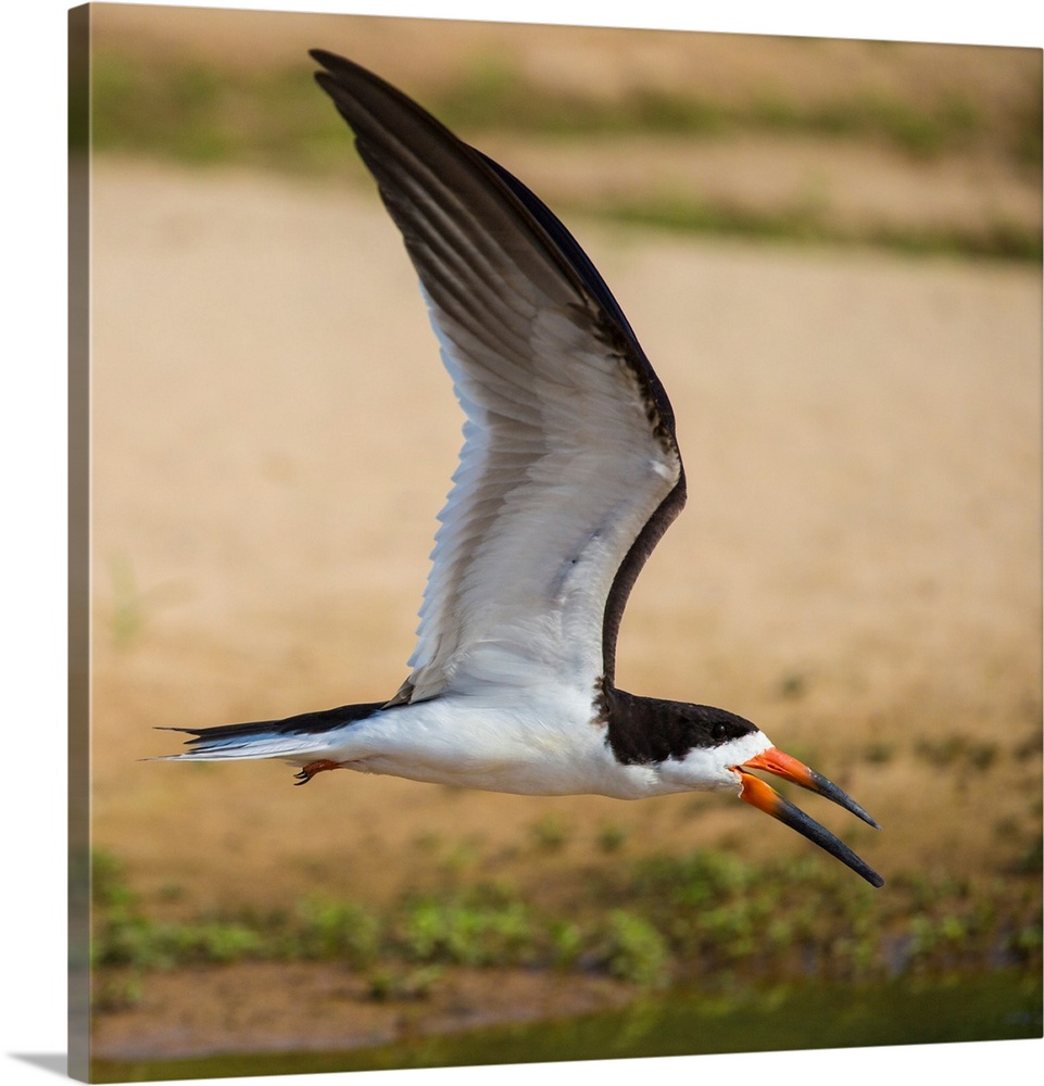 South America. Brazil. A black skimmer (Rynchops niger) in the Pantanal, the world's largest tropical wetland area, and a ...