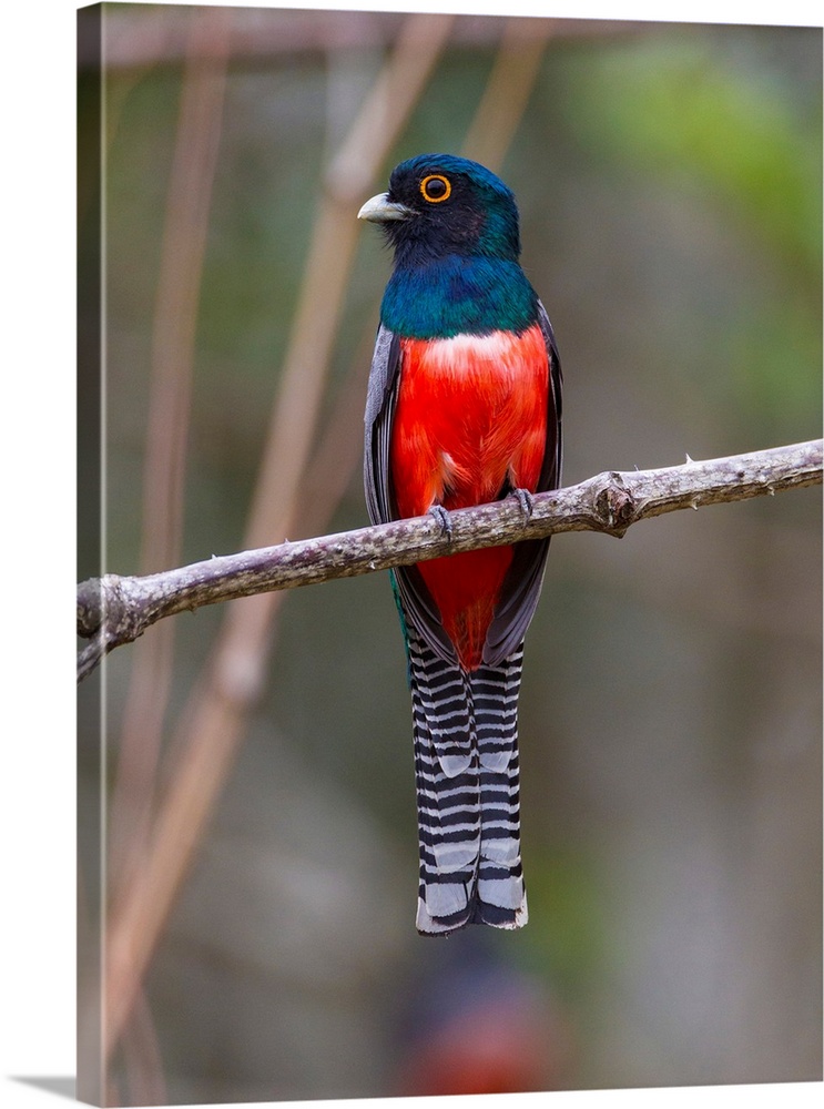 South America. Brazil. A blue-crowned trogon (Trogon curucui) commonly found in the Pantanal, the world's largest tropical...