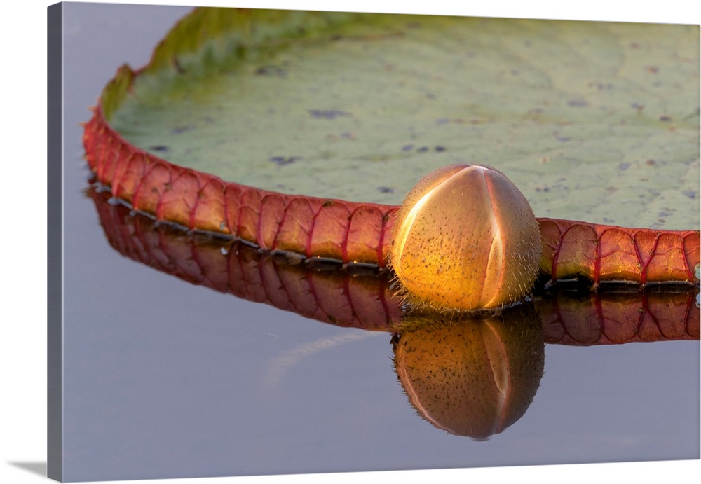 South America, Brazil, The Pantanal, giant lily pad, Victoria amazonica. A bud of a giant lily pad is reflected in the water.