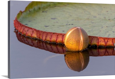 South America, Brazil, A Bud Of A Giant Lily Pad Is Reflected In The Water