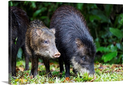 South America, Brazil, A Female White-Lipped Peccary With Its Young