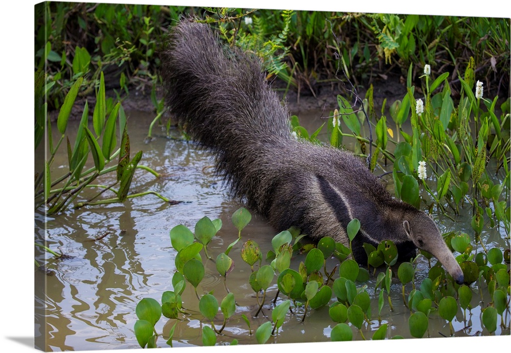 South America. Brazil. A giant anteater (Myrmecophagia tridactyla) in the Pantanal, the world's largest tropical wetland a...