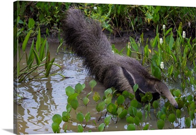 South America, Brazil, A Giant Anteater In The Pantanal