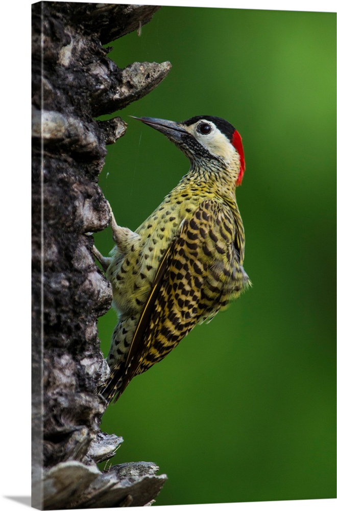South America. Brazil. A green-barred woodpecker (Colaptes melanochloros) in the Pantanal, the world's largest tropical we...