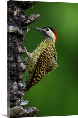 South America, Brazil, A Green-Barred Woodpecker In The Pantanal