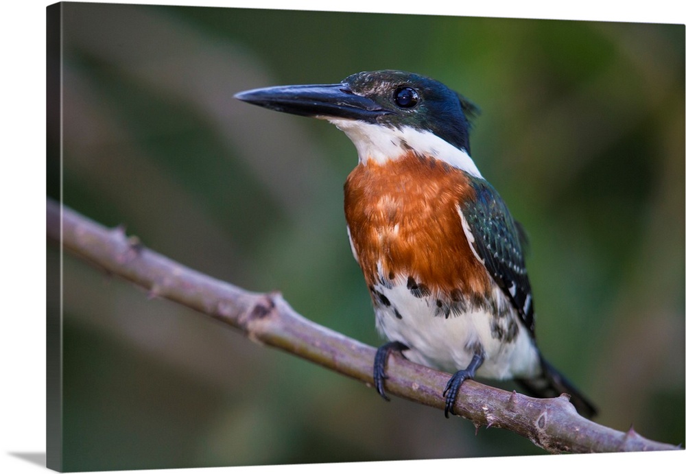 South America. Brazil. A Green kingfisher (Cloroceryle americana) commonly found in the Pantanal, the world's largest trop...