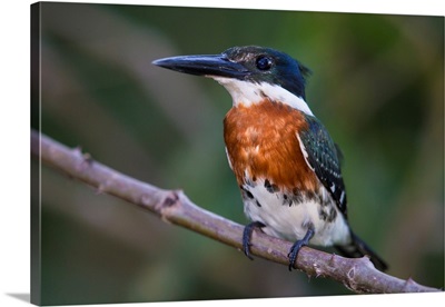 South America, Brazil, A Green Kingfisher Commonly Found In The Pantanal