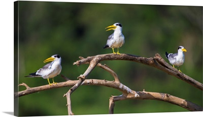 South America, Brazil, A Group Of Large-Billed Terns Perches Along The Banks Of A River