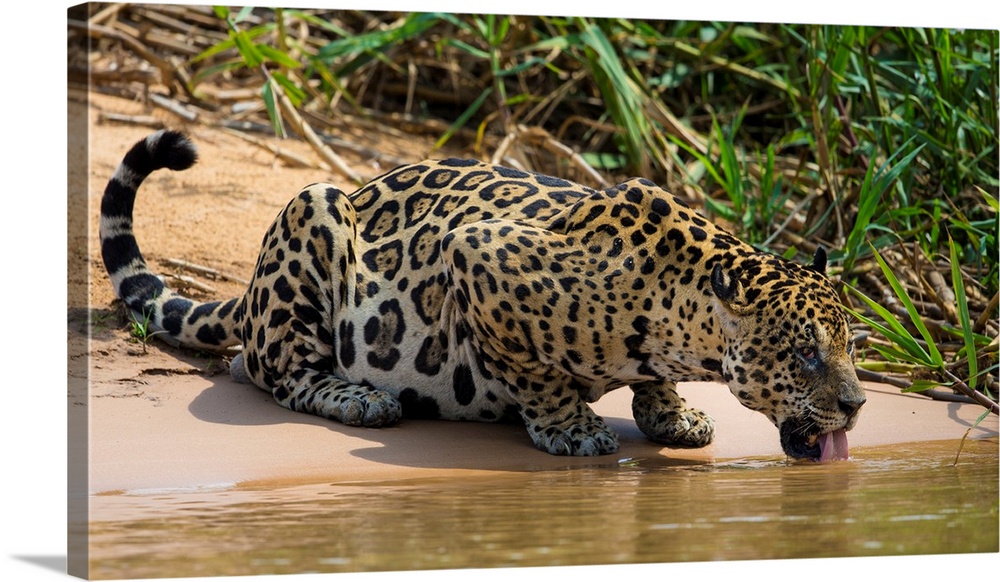 South America. Brazil. A jaguar (Panthera onca), an apex predator, drinks along the banks of a river in the Pantanal, the ...