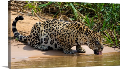 South America, Brazil, A Jaguar Drinks Along The Banks Of A River In The Pantanal