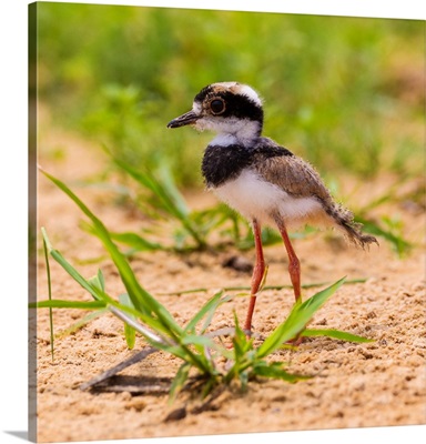 South America, Brazil, A Juvenile Lapwing Along The Banks Of A River In The Pantanal