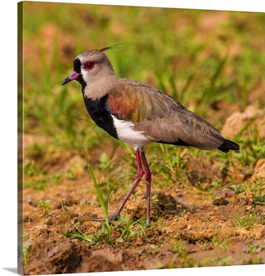 South America, Brazil, A Lapwing Foraging Along The Banks Of A River In The Pantanal