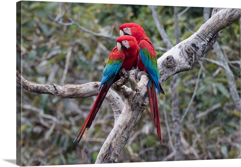 South America, Brazil, Mato Grosso do Sul, Jardim, Sinkhole of the Macaws, red-and-green macaw, Ara chloropterus. A pair o...