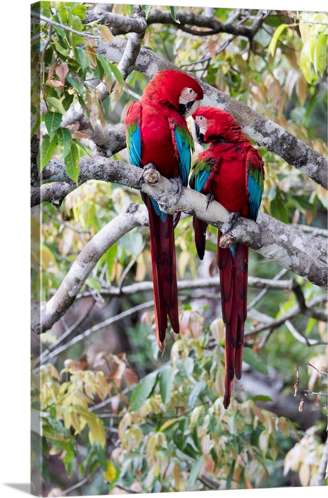 South America, Brazil, Mato Grosso do Sul, Jardim, Sinkhole of the Macaws, red-and-green macaw, Ara chloropterus. A pair o...