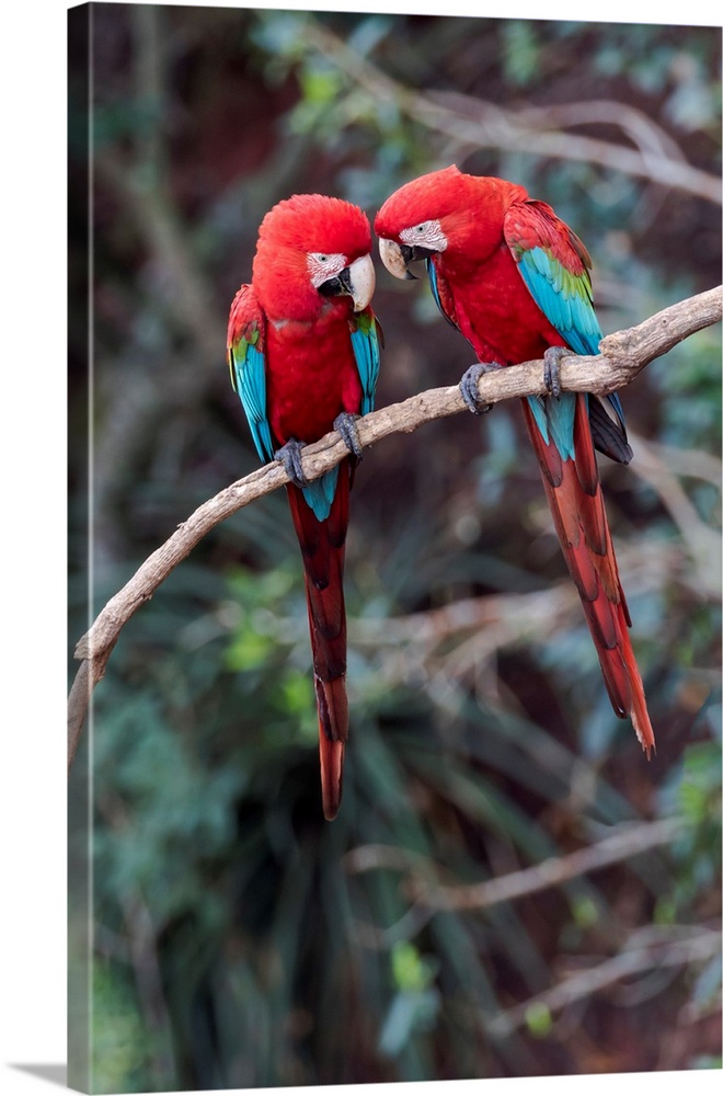 South America, Brazil, Mato Grosso do Sul, Jardim, Sinkhole of the Macaws, red-and-green macaw, Ara chloropterus. A pair o...