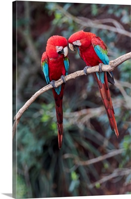 South America, Brazil, A Pair Of Red-And-Green Macaws Interacting Together