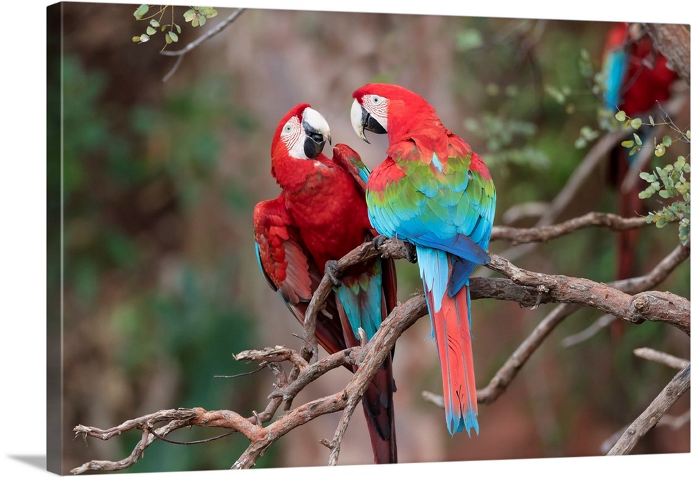 South America, Brazil, Mato Grosso do Sul, Jardim, Sinkhole of the Macaws, red-and-green macaw, Ara chloropterus. A pair o...