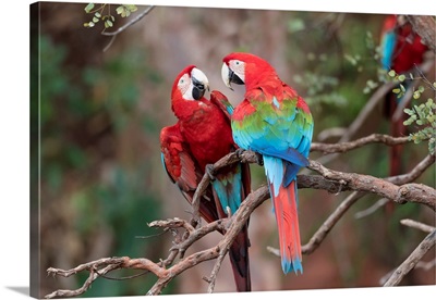 South America, Brazil, A Pair Of Red-And-Green Macaws Interacting Together