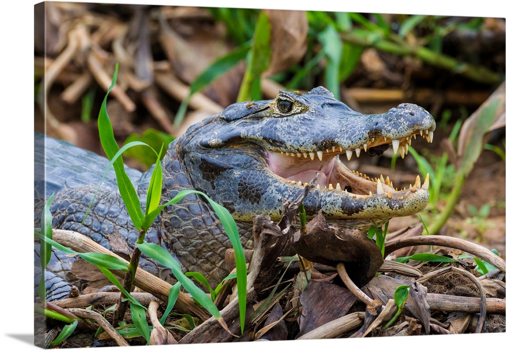 South America. Brazil. A spectacled caiman (Caiman crocodilus) commonly found in the Pantanal, the world's largest tropica...