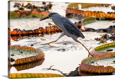 South America, Brazil, A Striated Heron Steps From One Giant Lily Pad To Another