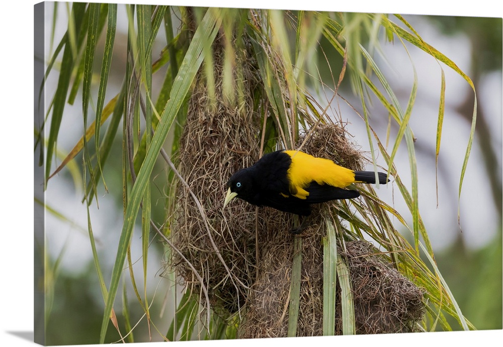 South America, Brazil, The Pantanal, yellow-rumped cacique, Cacicus cela. A yellow-rumped cacique sits outside a nest it i...
