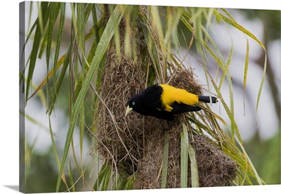 South America, Brazil, A Yellow-Rumped Cacique Sits Outside A Nest It Is Building