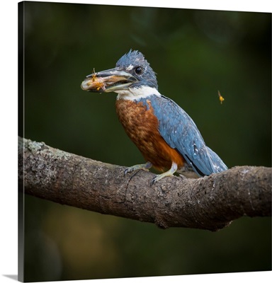 South America, Brazil, An Amazon Kingfisher With A Small Captured Fish In The Pantanal