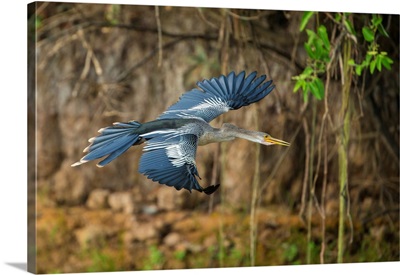 South America, Brazil, An Anhinga Flying Along A River Bank In The Pantanal