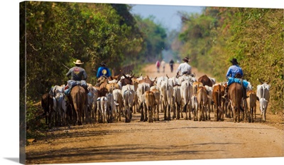 South America, Brazil, Brazilian Cowboys Drive Cattle Along The Rodovia Transpanateira