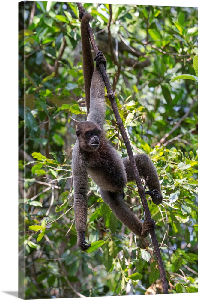 South America, Brazil, The Amazon, Manaus, Amazon EcoPark Jungle Lodge, common woolly monkey, Lagothrix lagothricha. Commo...