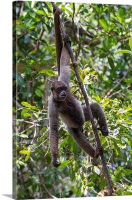 South America, Brazil, Common Woolly Monkey Hanging From Trees Using Its Prehensile Tail