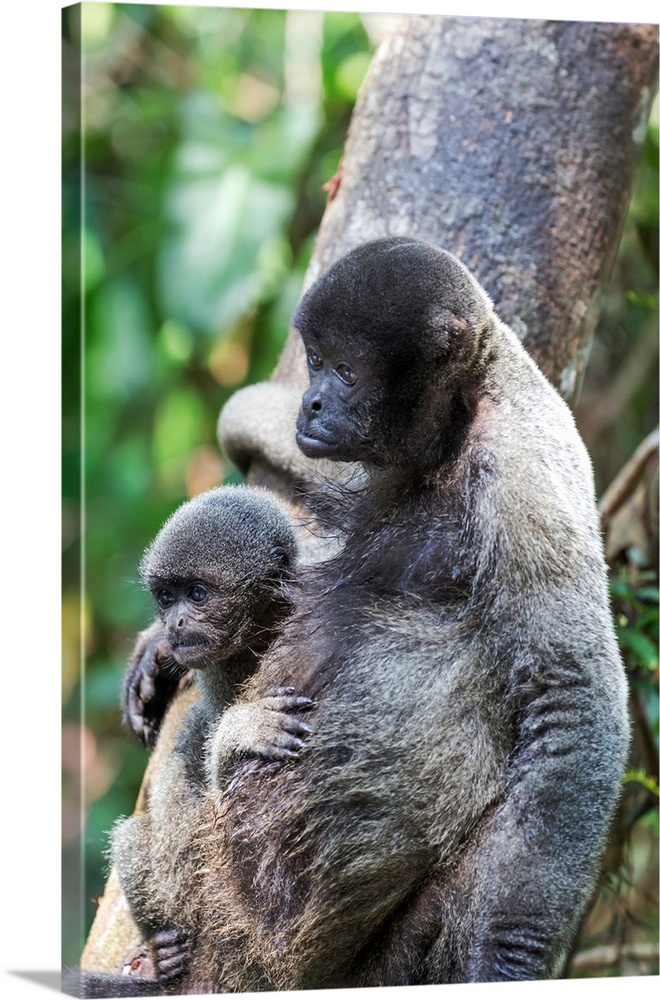 South America, Brazil, The Amazon, Manaus, common woolly monkey, Lagothrix lagothricha. Female common woolly monkey with b...