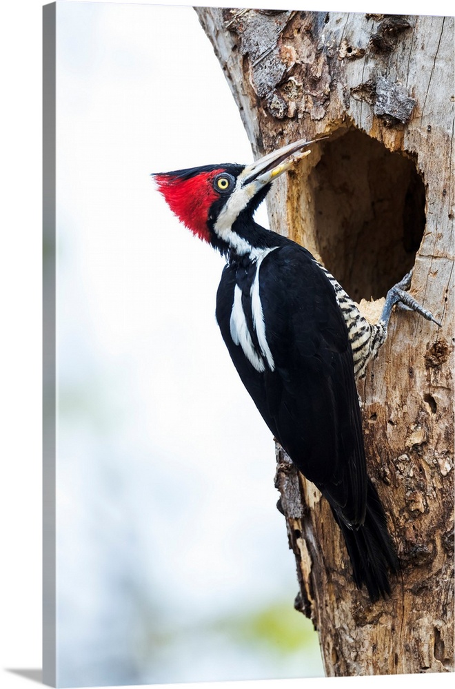 South America, Brazil, The Pantanal, crimson-crested woodpecker, Campephilus melanoleucus. Female crimson-crested woodpeck...