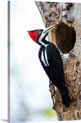 South America, Brazil, Female Crimson-Crested Woodpecker At The Nest Hole